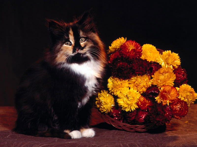 COLOURFUL KITTY, bouquets, pets, tortoiseshell, calico, plants, posies, flowers, cats, animals, HD wallpaper