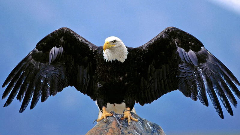 águila calva extendió las alas, alas, pájaro, águila, calvo, animal, Fondo  de pantalla HD | Peakpx