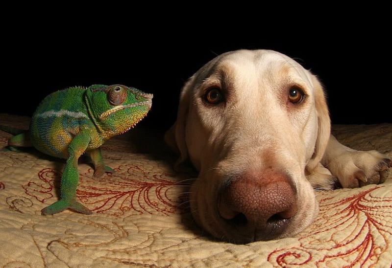 Cameleon and dog, pretty, lovely, bonito, animal, sweet, cute, puppys, animals, dogs, puppy, dog, HD wallpaper