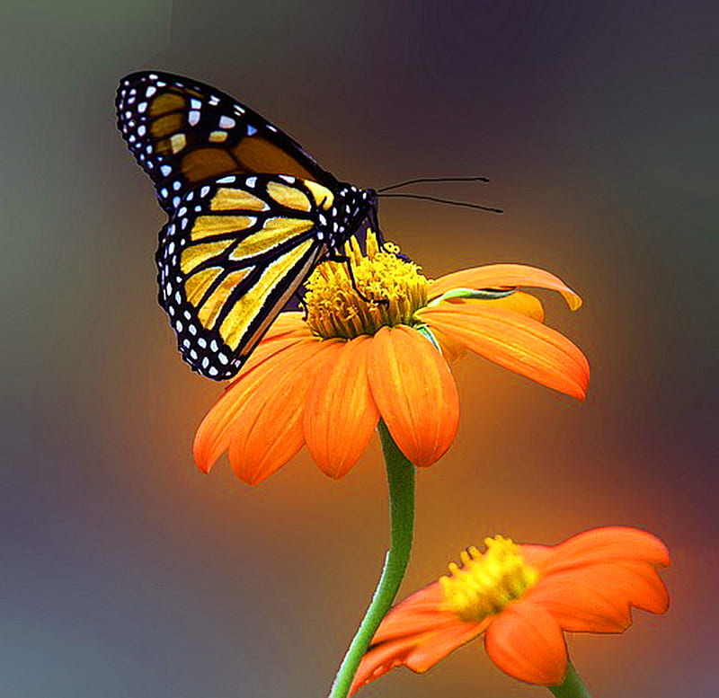 Orange glow, glow, butterfly, orange, flower, black, white, monarch, HD wallpaper