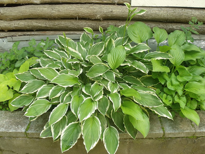 Hosta, garden, plant, natural, HD wallpaper