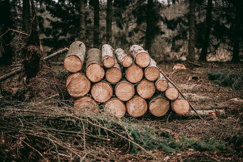 pile of wood logs, HD wallpaper