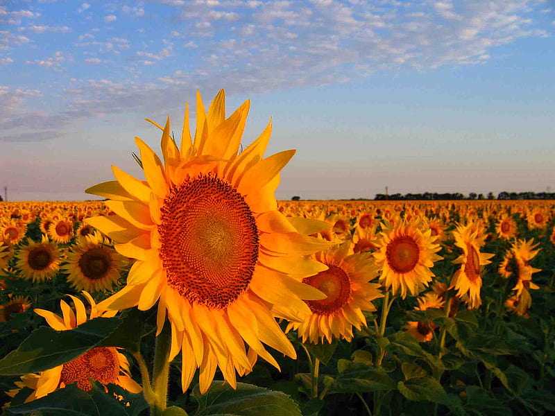 waitin* on sunrise, nature, sunrise, sunflowers, field, HD wallpaper