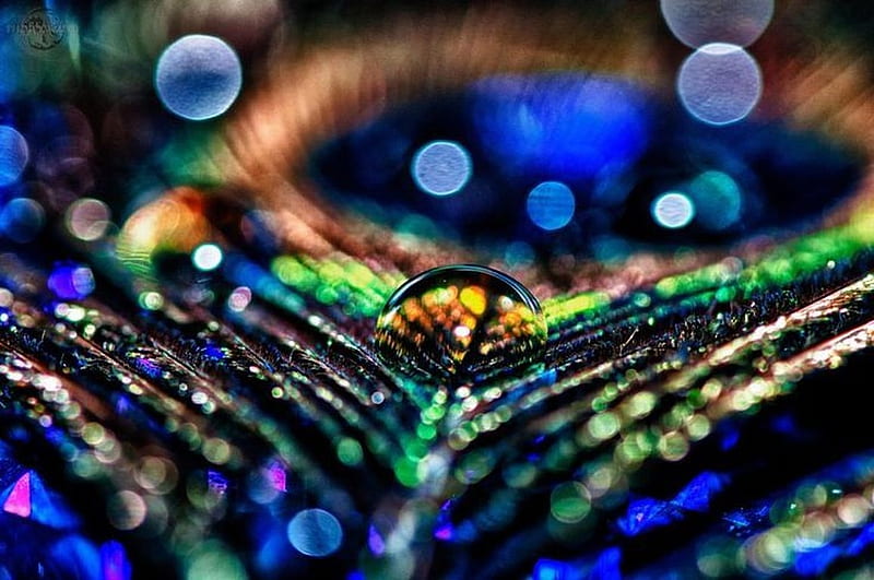 Peacock feather colorful feather glitter peacock bokeg pana HD  wallpaper  Peakpx
