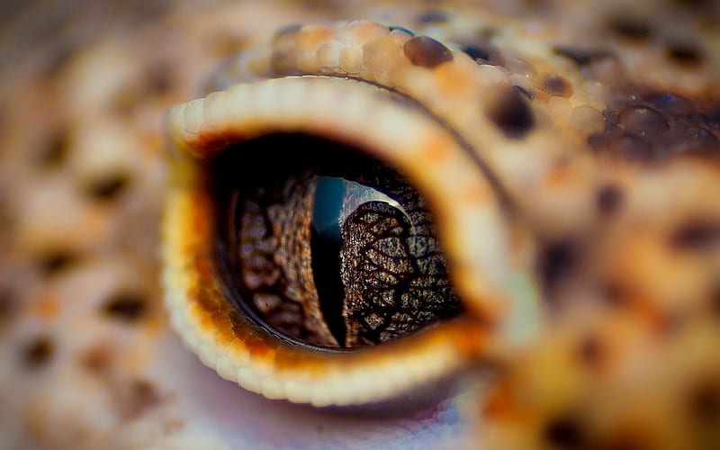 eyes crocodile eyelid-Animal, HD wallpaper