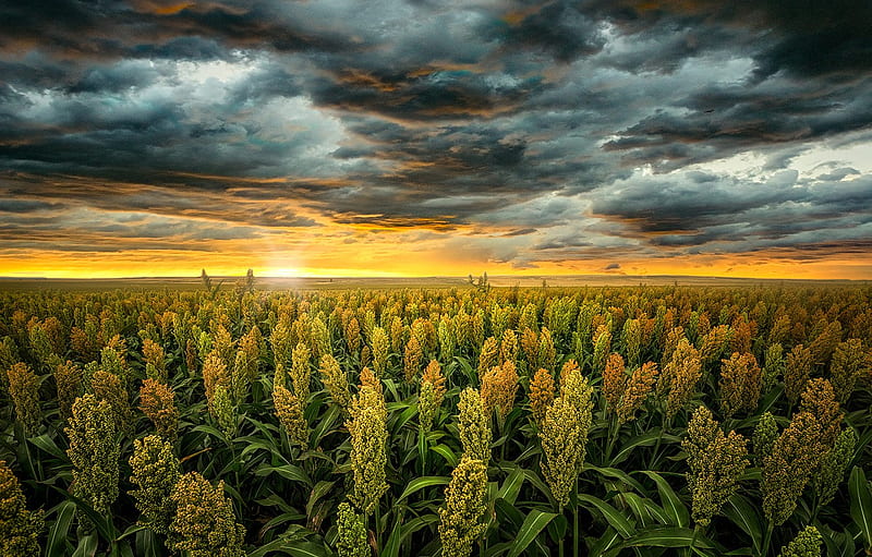 field, the sky, the sun, landscape, sunset, clouds, nature, USA, cereals, sorghum, Kansas for , section пейзажи, HD wallpaper