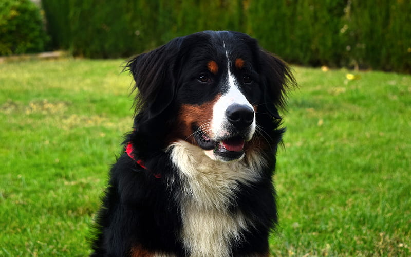 Sennenhund, Swiss mountain dog, Swiss cattle dog, big dog, pets, Swiss Alps, HD wallpaper