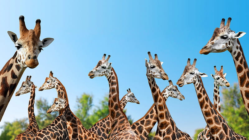 giraffe, wild animals, spots , tablet, laptop, , background, 1069, HD wallpaper