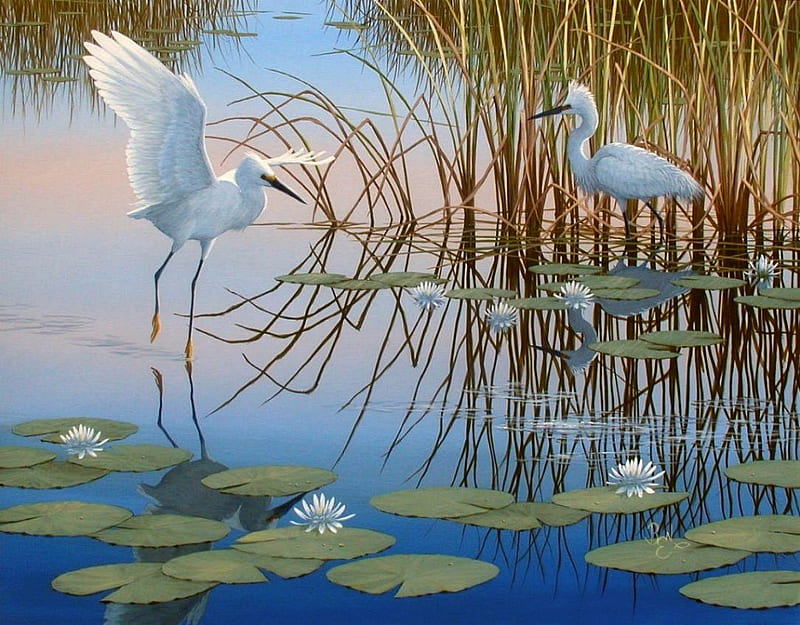 water dance, grass, birds, lillypad, reflection, lake, HD wallpaper