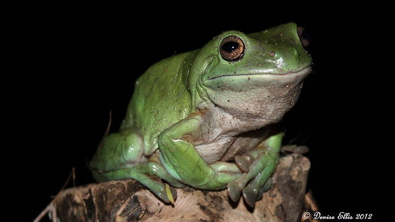 a green tree frog, frog, visitor, green, night, HD wallpaper