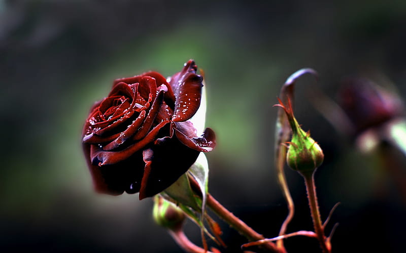 rose, hoar-frost, burgundy rose, morning, frosts, HD wallpaper