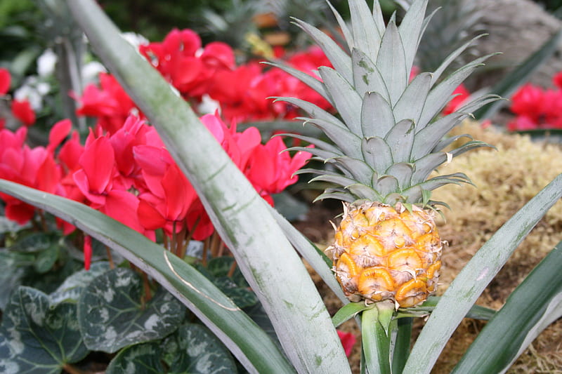 pineapple plant at Edmonton pyramids, red, pineapple, green, plants, garden, Flowers, Cyclamen, HD wallpaper