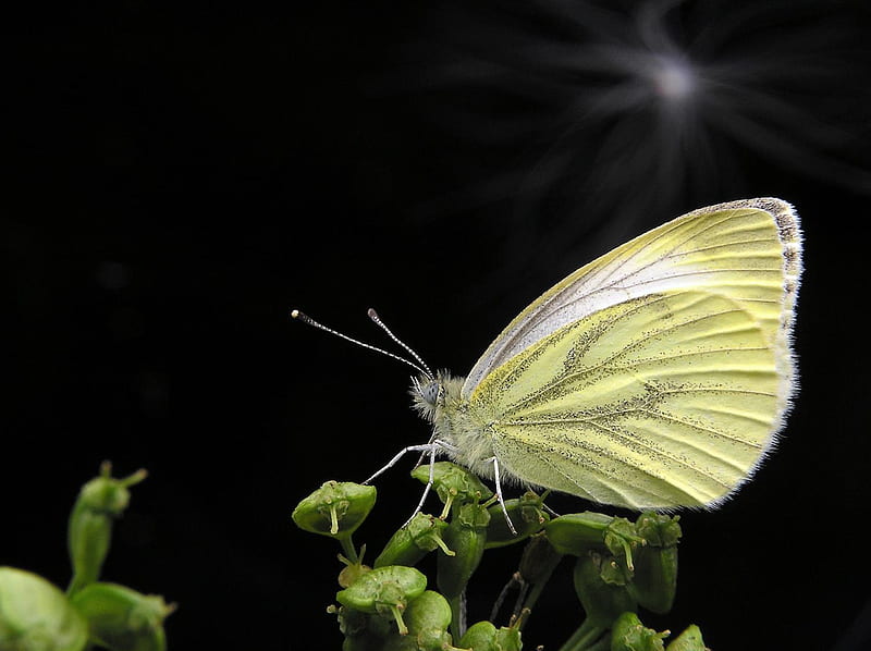 Resting pretty, wings, plant, resting, black, yellow, bonito, delicate, butterfly, green, insect, HD wallpaper