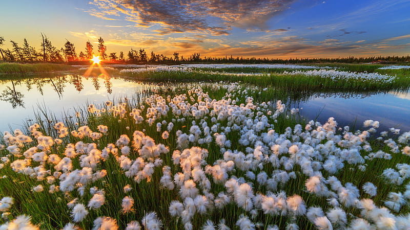 Closeup View Of White Dandelion Flowers Green Grass Field Lake Reflection On Water Trees During Sunset Flowers, HD wallpaper