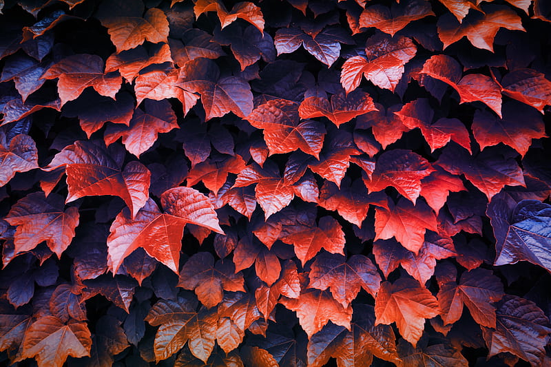 Autumn Leaves , leaves, autumn, nature, HD wallpaper