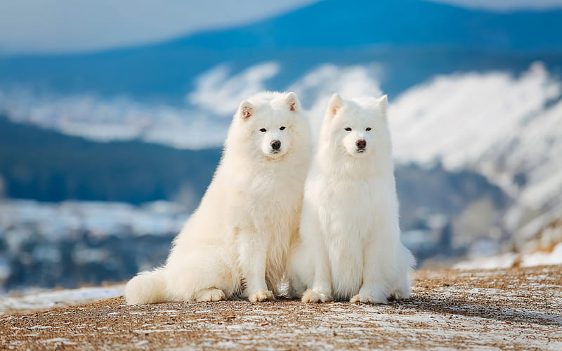 Samoyeds, white fluffy dogs, Siberia, lovely white dogs, pets, Samoyed dog, HD wallpaper