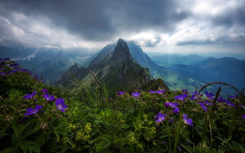 mountain range, rock, mountain landscape, mountain flowers, mountain peak, HD wallpaper