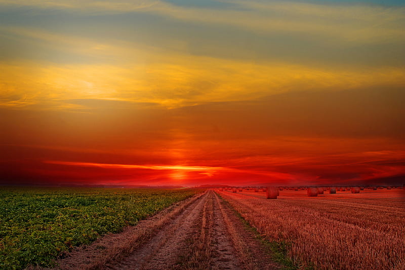 Colorful Sunset at Lonely Field, HD wallpaper