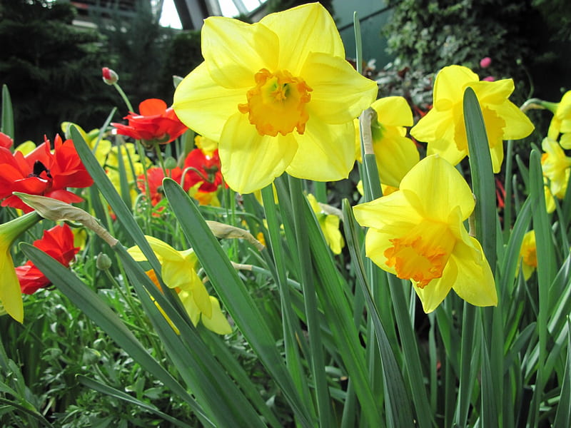 Pyramids Blooms Flowers 46, red, Daffodils, graphy, green, orange, yellow, garden, Flowers, HD wallpaper