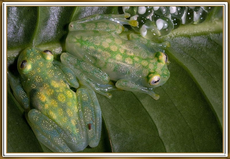 glass frog wallpaper