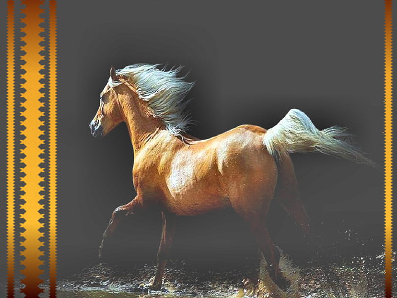 Galloping Gold - Horse 1, palomino, graphy, water, equine, horse, animal, HD wallpaper