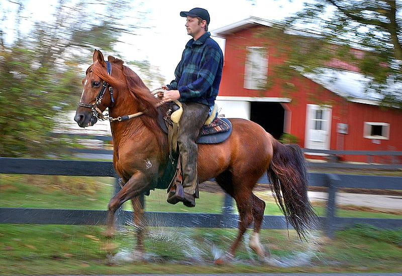 Trotting Away!, equus, trotting, chestnut, horse, HD wallpaper