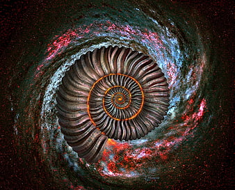 HD ammonite wallpapers | Peakpx