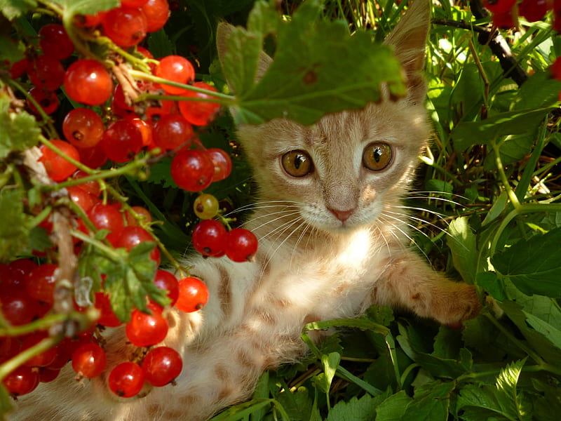 Kitten, red, orange, ginger, cat, animal, cute, fruit, green, berry, pisica, HD wallpaper