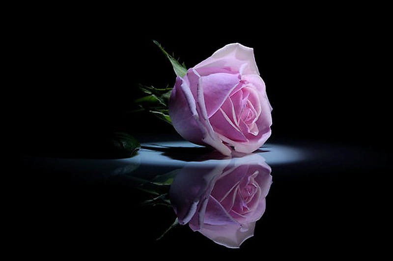 Pink rose, single rose, rose, dark, beauty, reflection, HD wallpaper |  Peakpx