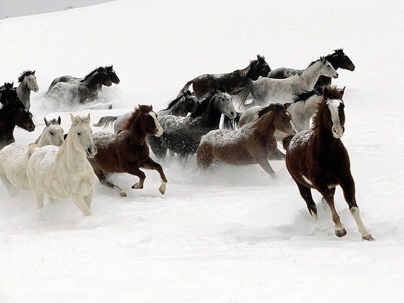Horses in Snow-Amazing Horse theme, HD wallpaper