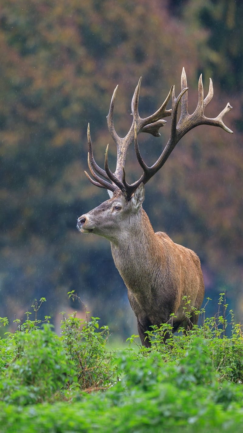 King of forest, deer, hunter, HD phone wallpaper