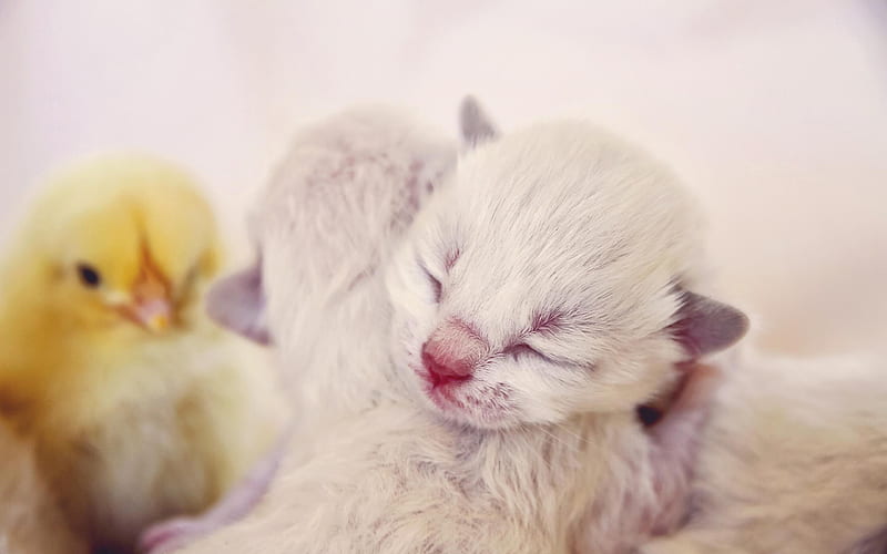 Ragdoll Cat, newborns kittens, denectic cat, small Ragdoll, cute animals, cats, ragdoll, pets, Ragdoll Cats, HD wallpaper