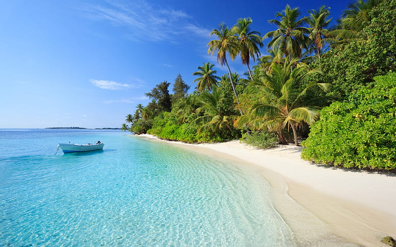 tropical island, ocean, beach, palm trees, sand, coast, Dhigurah Island, Maldives, Alif Dhaal Atoll, HD wallpaper