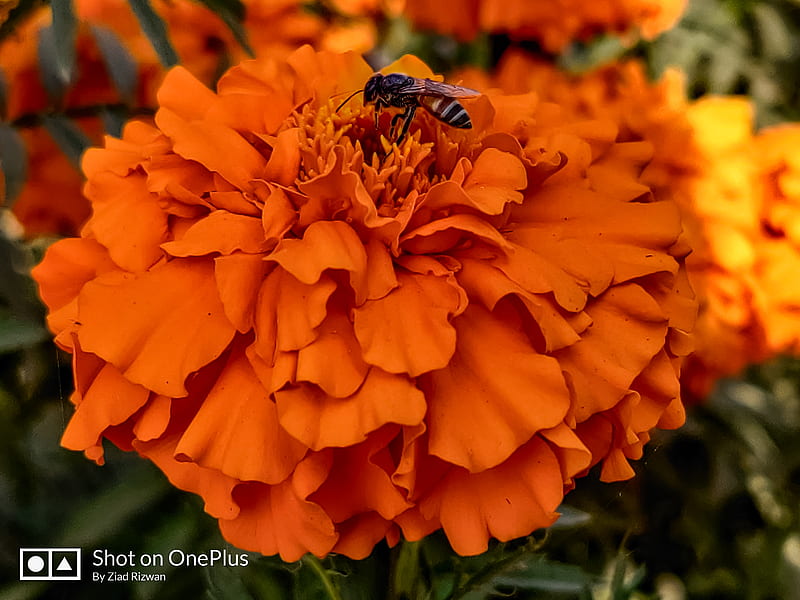Petals, bumblebee, details, macro, nature, nector, orange, graphy, HD wallpaper
