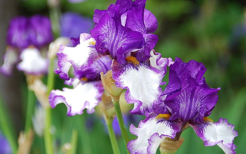 Irises, purple, flower, flowers, purple flowers, nature, violet, irise, HD wallpaper