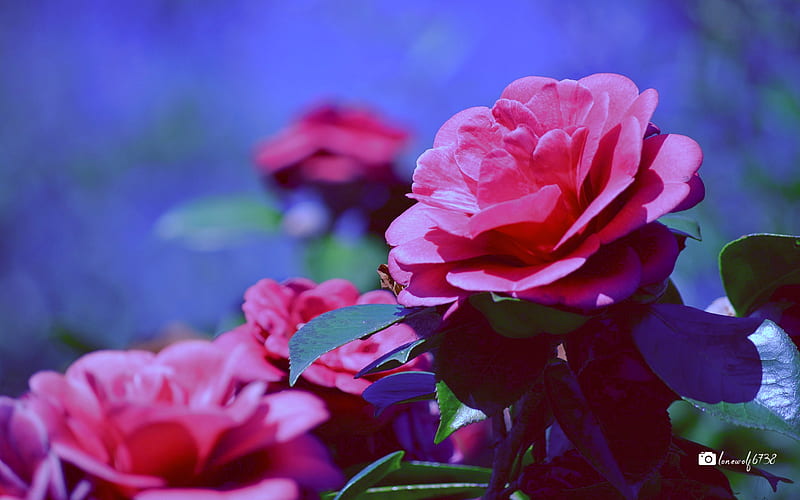 Flowers, Camellia, Flower, Pink Flower, Depth Of Field, HD wallpaper |  Peakpx