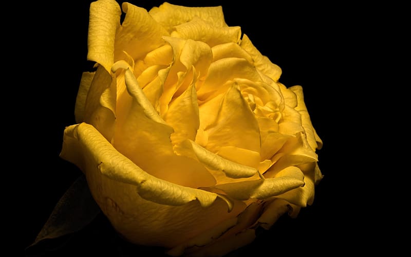 Rose, Yellow, Bokeh, Flower, HD wallpaper