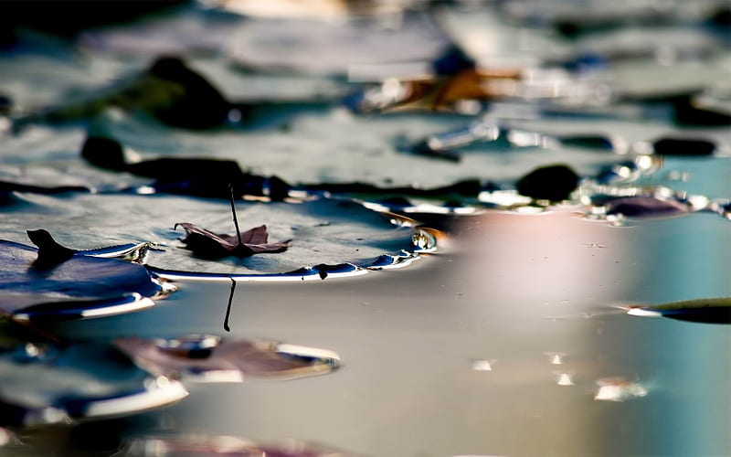 lily pads-Lakeside scenery, HD wallpaper