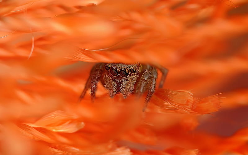 Spider, hiding, orange, feather, insect, jumper, HD wallpaper