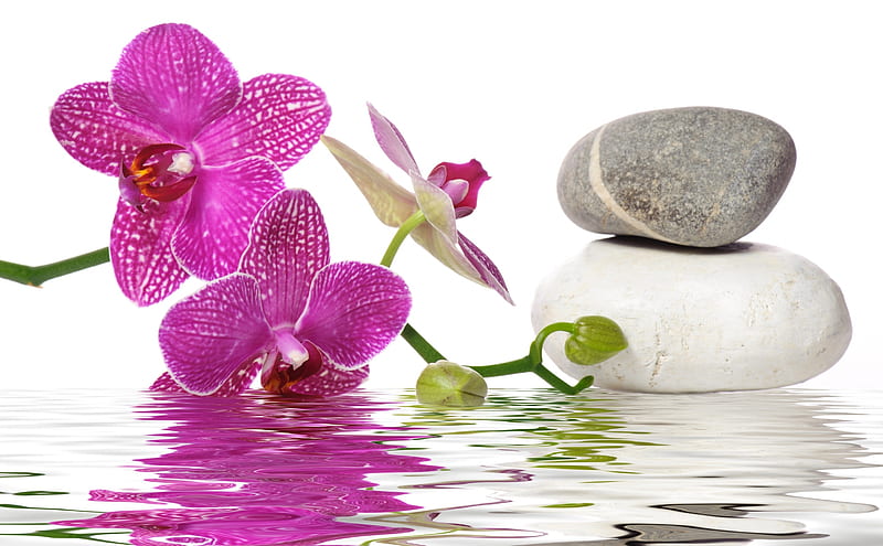 Nước, đá và hoa lan là những nguyên liệu thiên nhiên được sử dụng trong các liệu pháp chăm sóc da tại spa. Những hình ảnh liên quan đến nước, đá, hoa lan sẽ thu hút bạn bởi sự tươi mới và sự thanh tịnh của chúng. Hãy cùng tìm hiểu thêm về những công dụng của những nguyên liệu này trong cuộc sống hàng ngày.