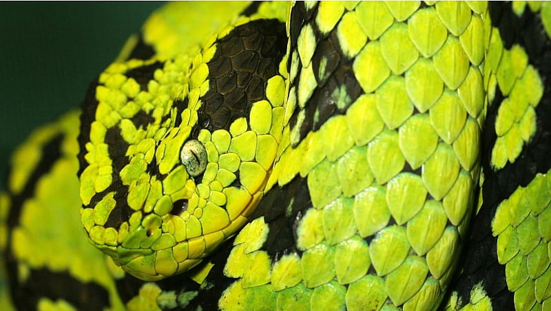 Green Python, HD wallpaper Green Python, HD wallpaper