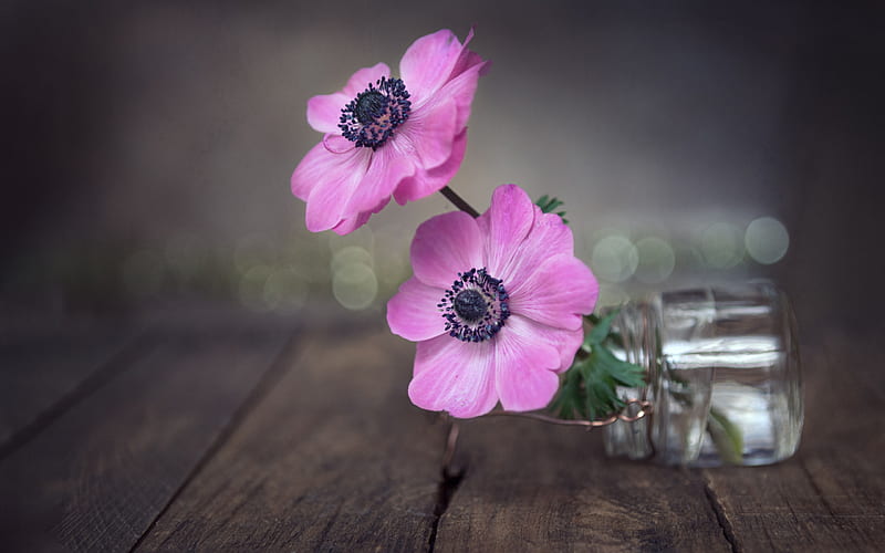 Anemones, bottle, anemone, tiny, little, mini, flower, pink, HD wallpaper