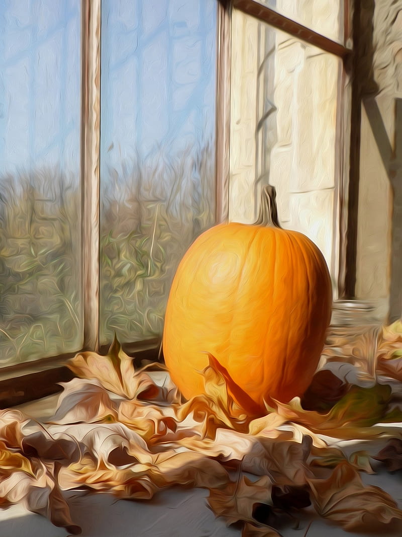 pumpkin, favorites, halloween, halloween , witch, HD phone wallpaper