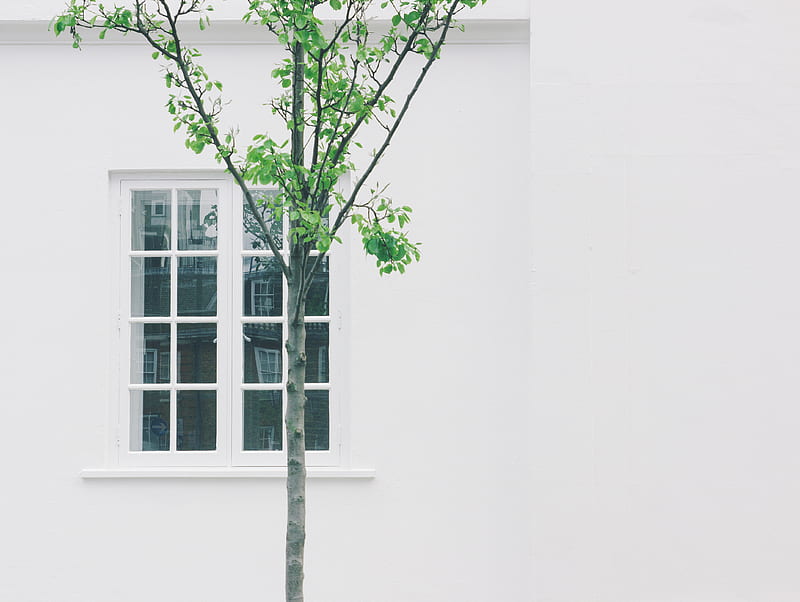 green leafed tree beside white concrete building with glass window, HD wallpaper