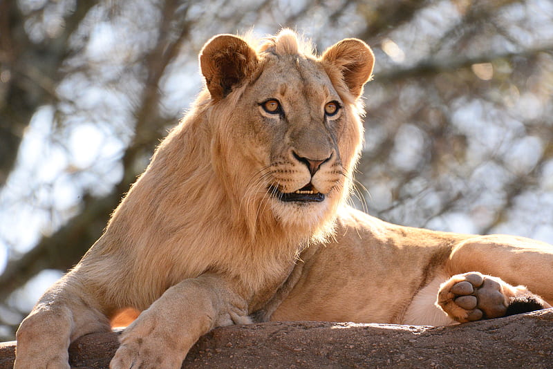 lion, king of beasts, big cat, stone, HD wallpaper