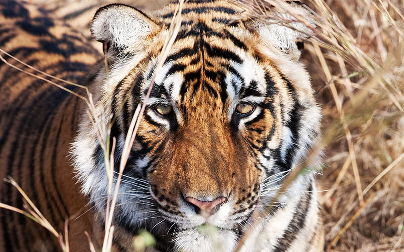 Tiger, nature, face, animals, HD wallpaper Tiger, nature, face, animals, HD wallpaper