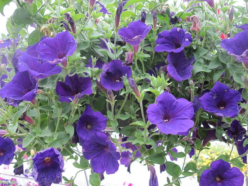 Flowers day at the greenhouse 38, graphy, purple, green, Flowers, petunias, HD wallpaper
