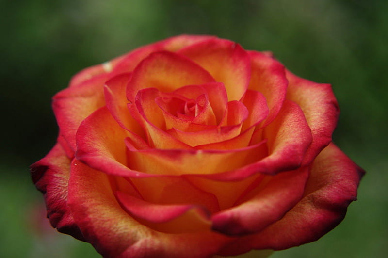 I dedicate this pretty rose to my sweetheart (BOBBY), special, missing you, sweetheart, love, HD wallpaper