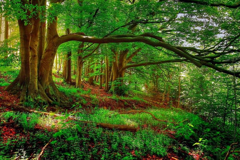 Beautiful Forest, forest, green, bonito, nature, trees, HD wallpaper |  Peakpx
