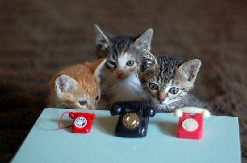 Telephone Kittys, graphy, kittens, cats, toys, animals, HD wallpaper